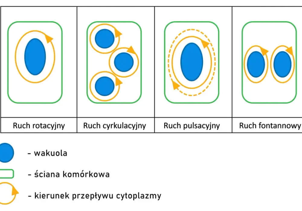 Układ koloidalny w biologii - Czym jest i jak działa w komórce?
