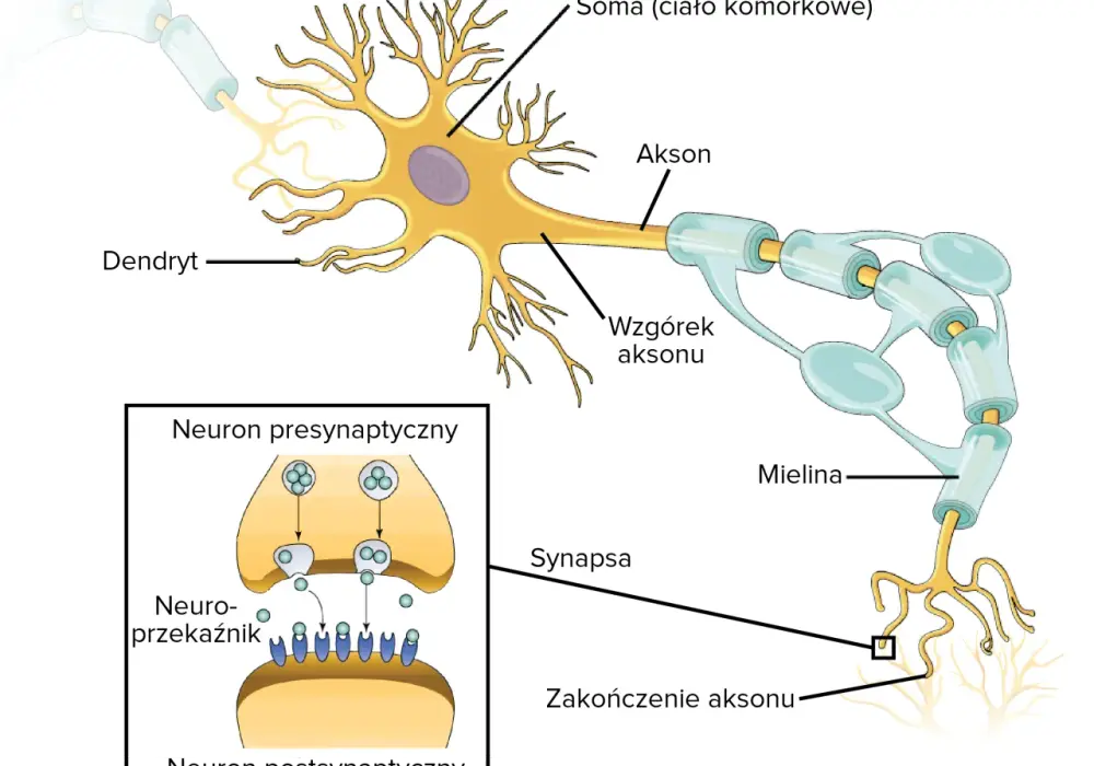 Neuron z wypustkami - budowa, działanie i najważniejsze pojęcia