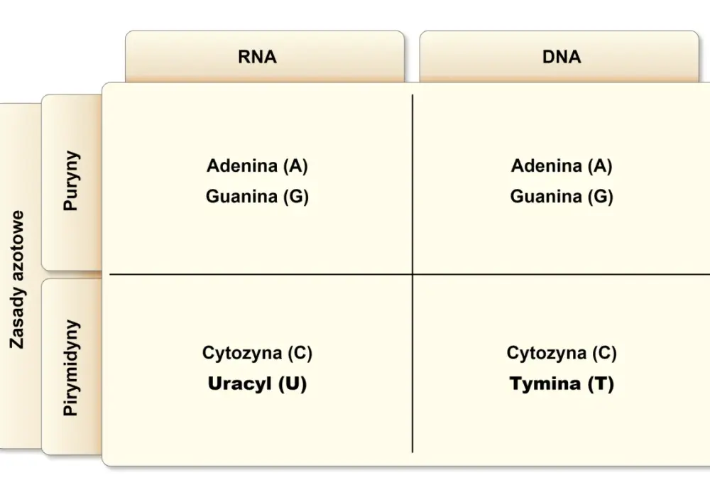 Adenina - czym jest, jak działa w DNA, RNA i ATP