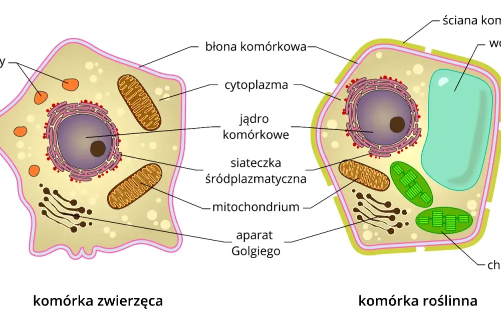 Komórka - budowa, funkcje i rodzaje bez szkolnych skrótów