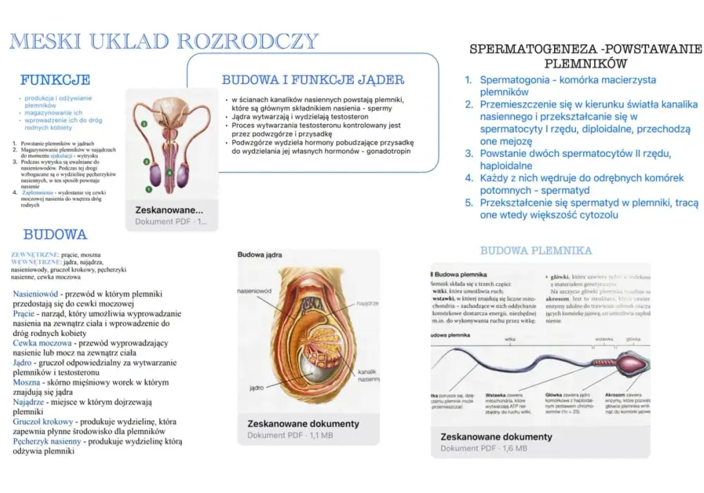 Męski układ rozrodczy - Budowa, funkcje i co wpływa na płodność?