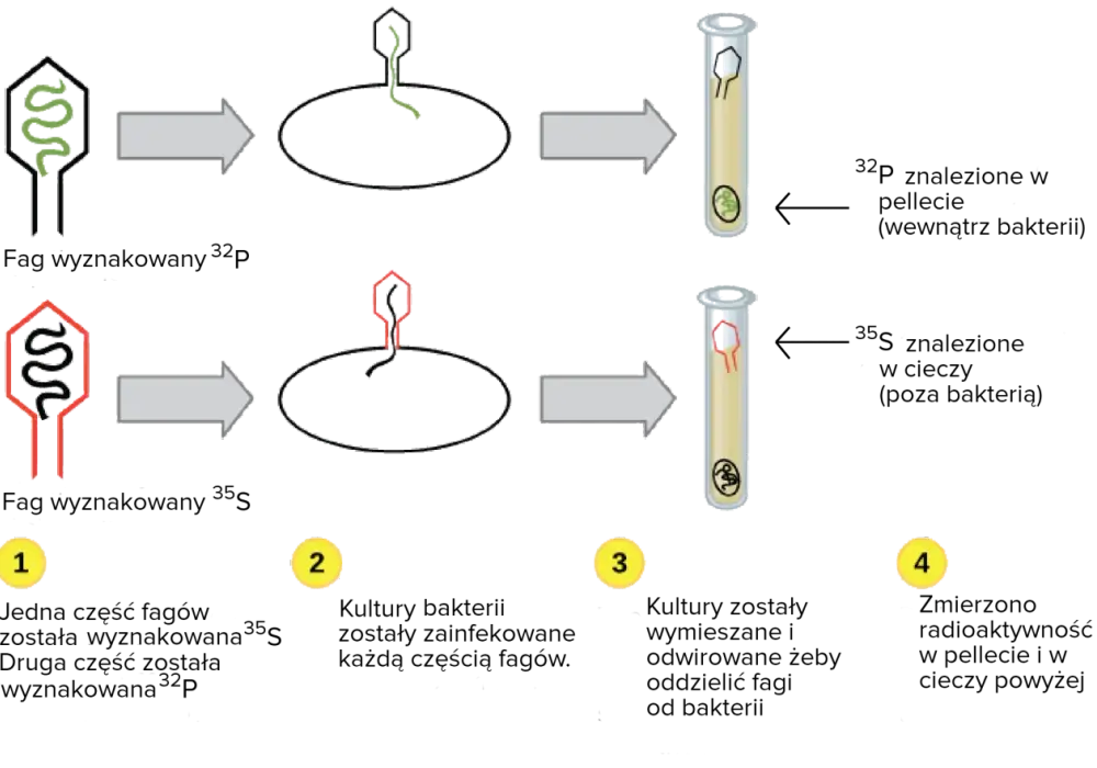 Replikacja DNA - Jak to działa? Enzymy, etapy, różnice