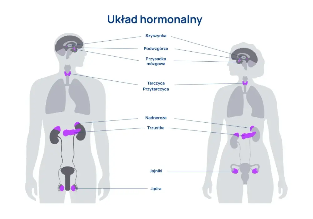 Układ hormonalny - Jak działa i jak rozpoznać jego zaburzenia?