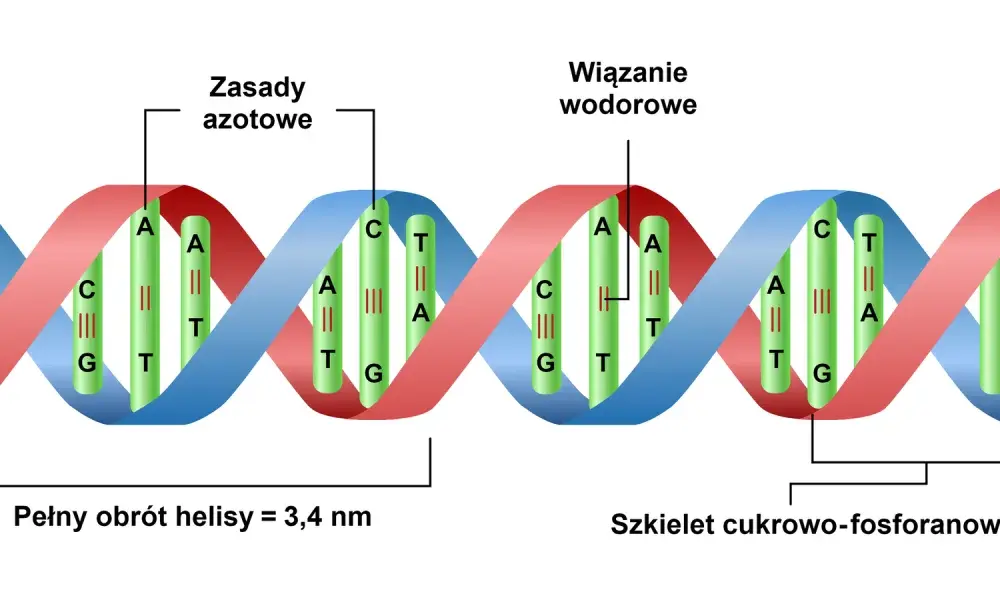 Kwas nukleinowy - jak działa DNA i RNA