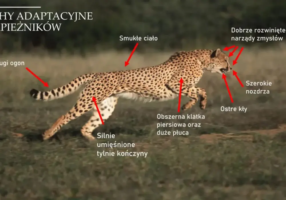 Drapieżnictwo w biologii - Jak działa i dlaczego jest kluczowe?