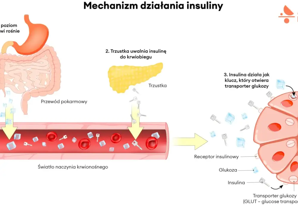 Trzustka - jak wspiera trawienie i reguluje glukozę?