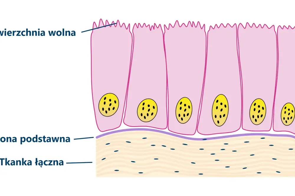 Tkanka nabłonkowa - budowa, rodzaje i funkcje