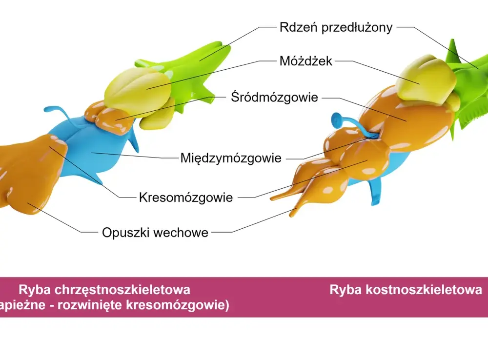 Śródmózgowie - Poznaj budowę i funkcje centrum szybkich reakcji