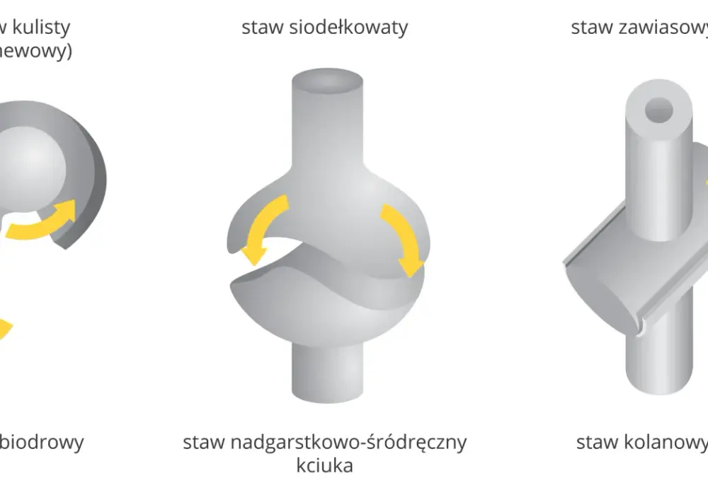 Kłykcie - budowa, funkcje i różnice. Dowiedz się, jak działają stawy