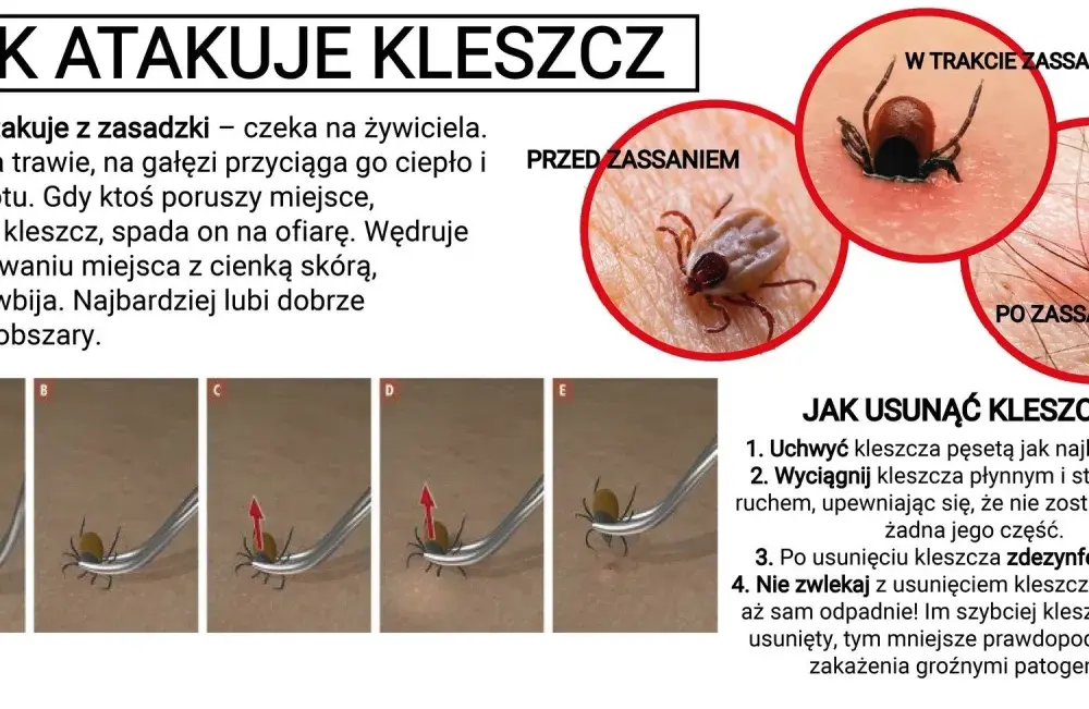Kicz - Jak go rozpoznać i dlaczego nas przyciąga?