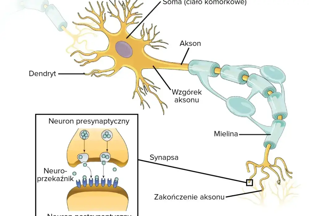 Komórka nerwowa - Budowa i działanie neuronu. Jak je zapamiętać?