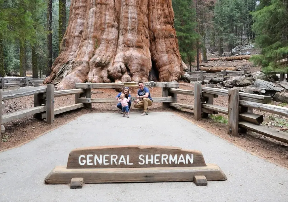 General Sherman - Dlaczego to największe drzewo świata?
