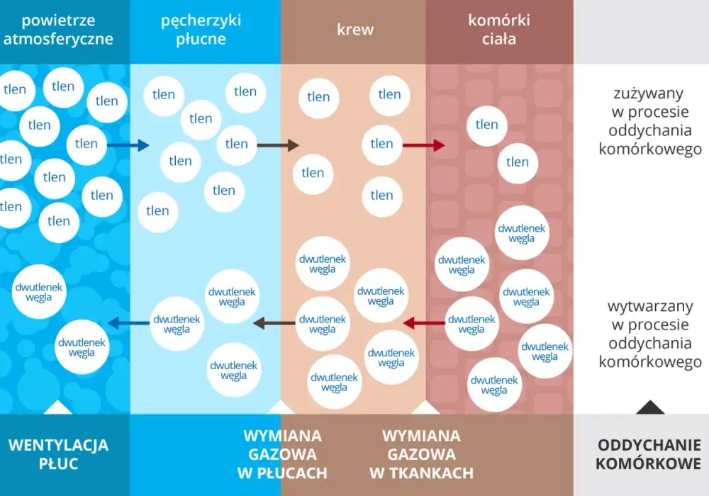Wymiana gazowa - Jak działa i czym różni się od wentylacji?