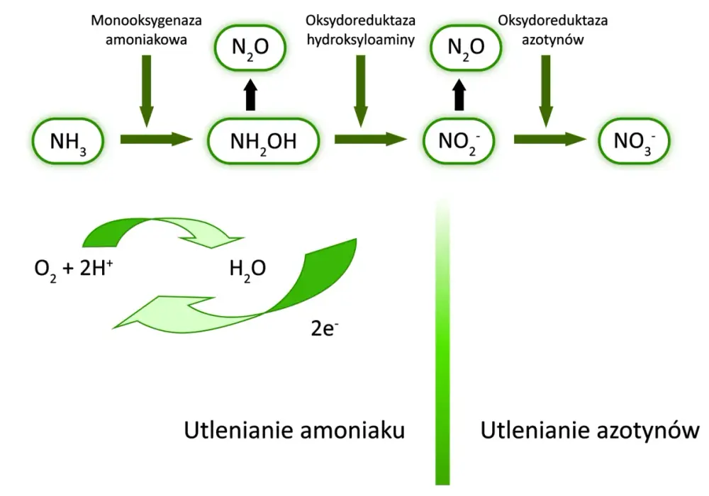 Chemosynteza - jak działa proces bez światła?