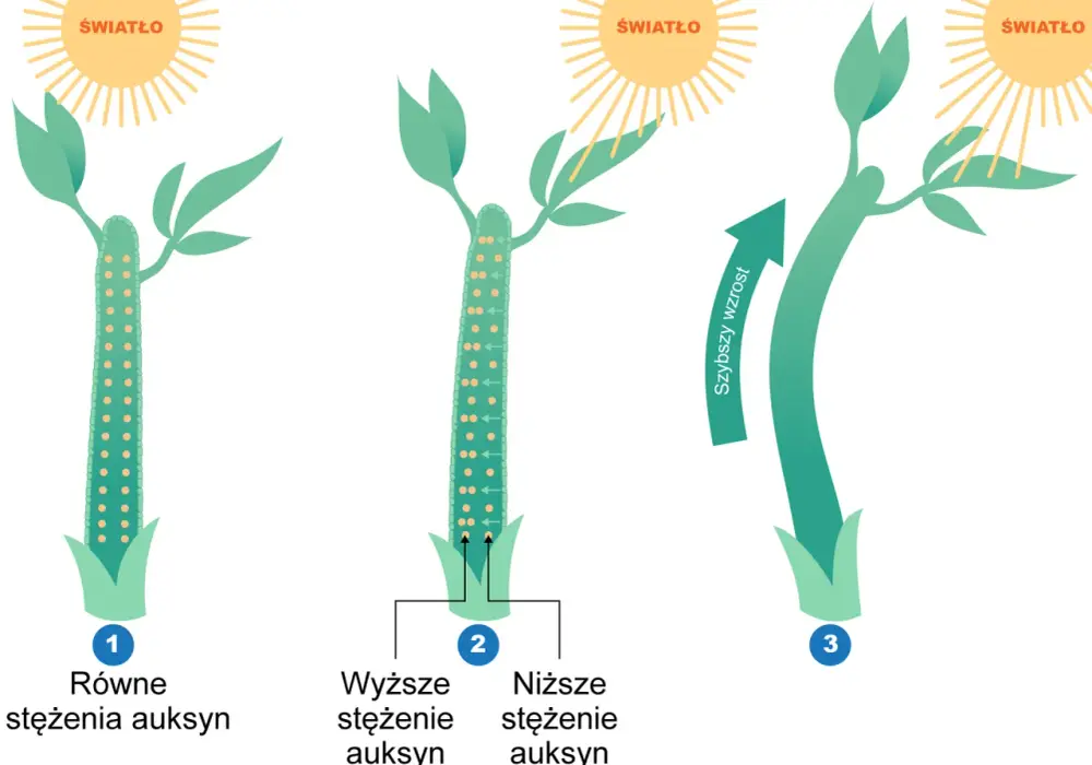 Hormony roślinne - Jak działają i jak sterują wzrostem roślin?