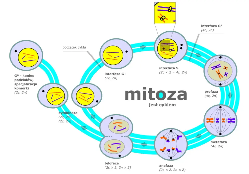 Mitoza - Jak komórka dzieli się na dwie? Przewodnik krok po kroku