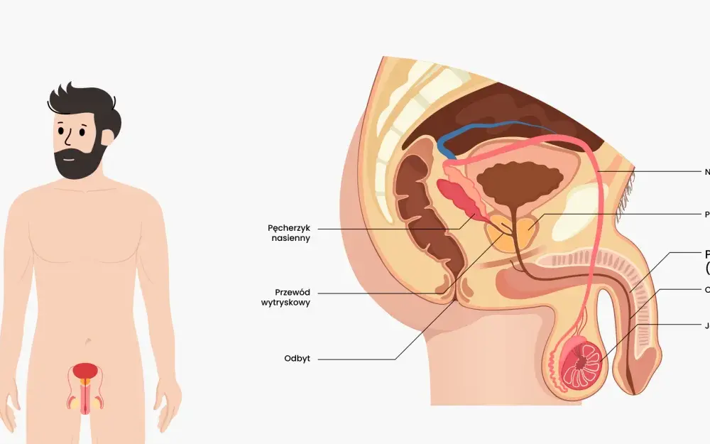 Penis - budowa, funkcje, dojrzewanie. Co warto wiedzieć?