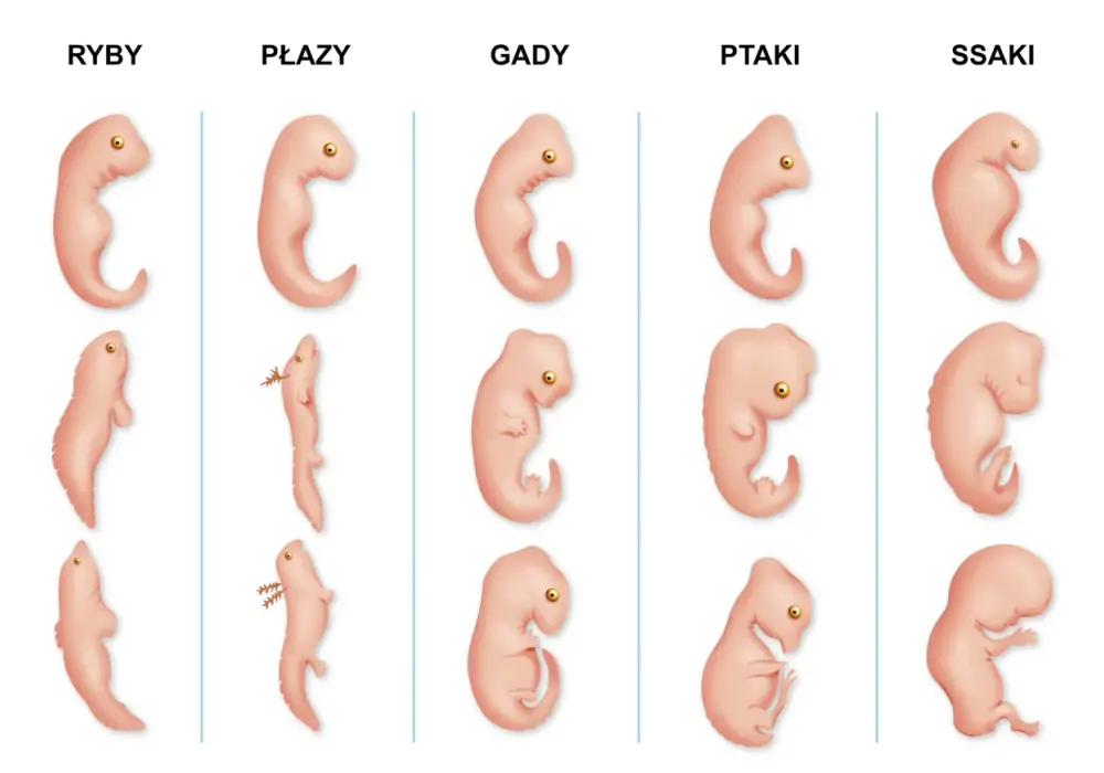 Narządy homologiczne w biologii - jak je rozpoznać?