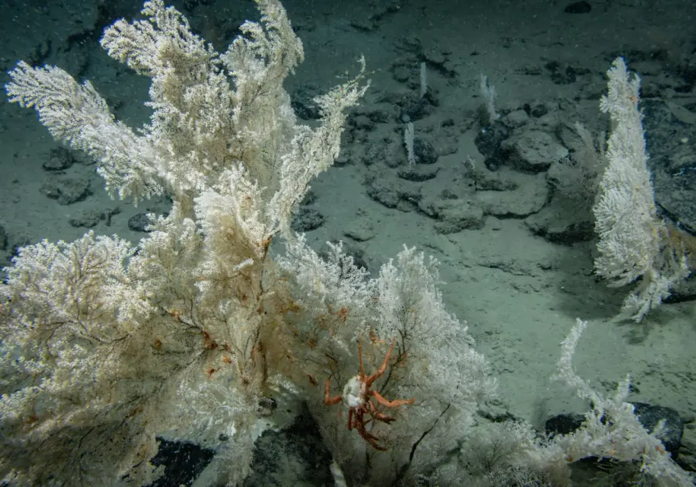 Budowa dna oceanicznego - Jak wygląda życie w wiecznej ciemności?
