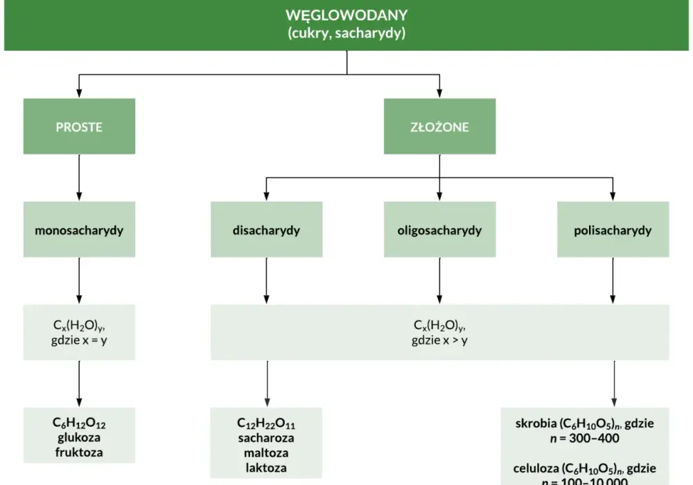 Oligosacharydy - czym są i gdzie występują?