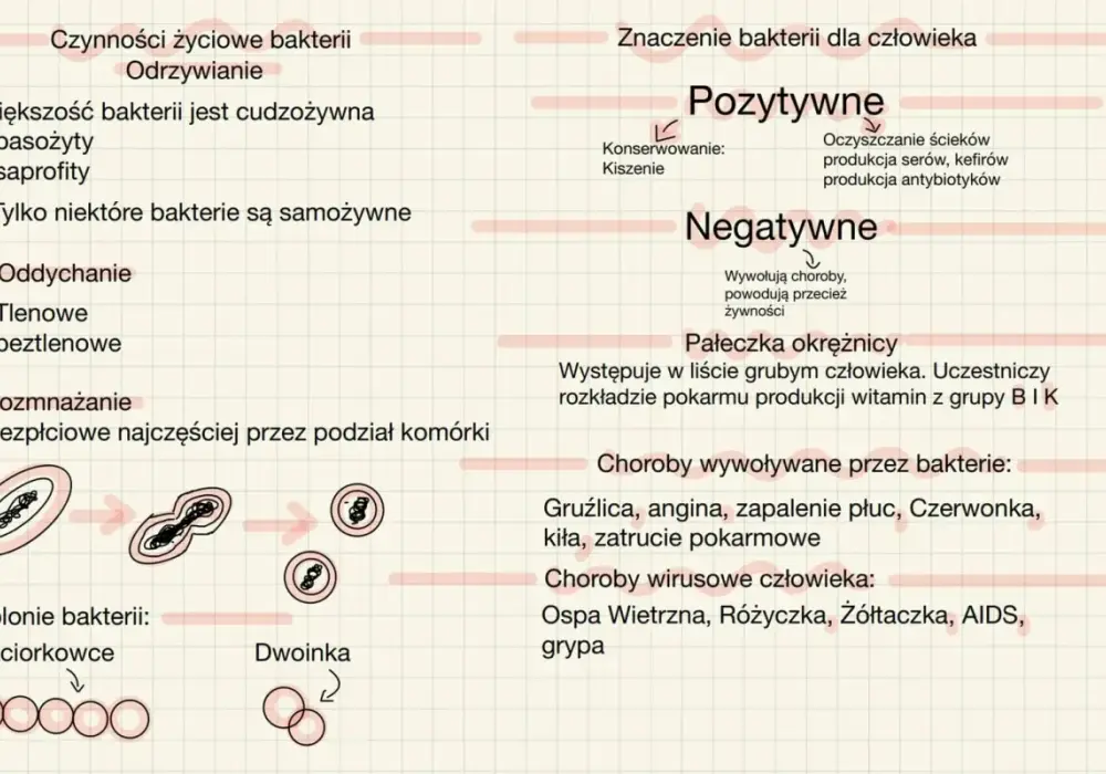 Mikroorganizmy - czym są, gdzie żyją i dlaczego są ważne