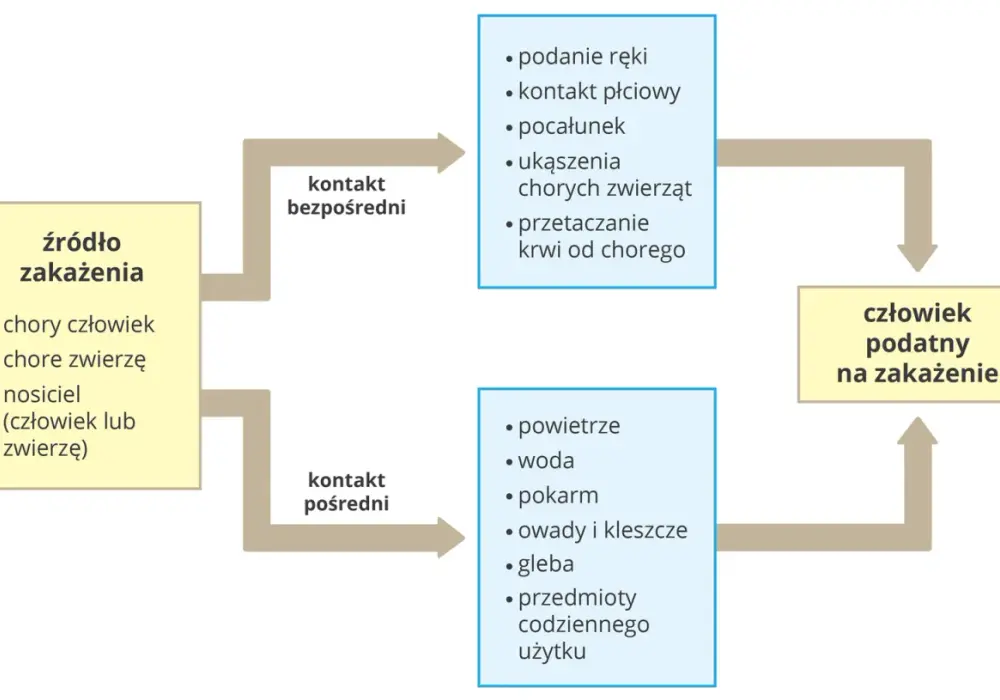 Zakażenie - Biologia procesu. Jak chronić się przed patogenami?