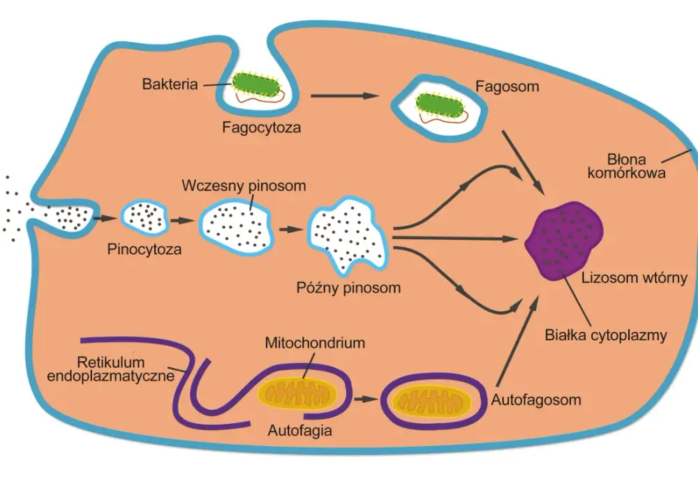 Lizosomy - Jak działa i co rozkłada komórkowy system trawienia?