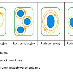 Ilustracja pokazuje różne rodzaje ruchu cytoplazmy w komórce, przypominające ruchy w **koloidzie**: rotacyjny, cyrkulacyjny, pulsacyjny i fontannowy.
