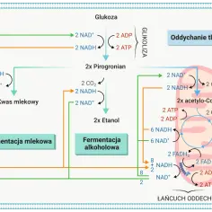 Schemat przedstawia procesy metaboliczne, w tym oddychanie beztlenowe (fermentacja mlekowa i alkoholowa) oraz tlenowe.