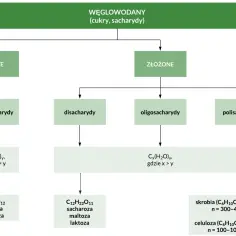 Schemat klasyfikacji węglowodanów: proste (monosacharydy, np. glukoza) i złożone (disacharydy, oligosacharydy, polisacharydy).