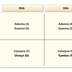 Porównanie zasad azotowych w RNA i DNA: adenina (A) i guanina (G) występują w obu, ale w RNA jest uracyl (U), a w DNA tymina (T).