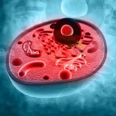 Komórka z jądrem i organellami, gdzie widać mitochondria i siateczkę śródplazmatyczną unoszące się w **cytozolu**.