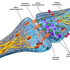 Ilustracja przedstawia synapsę, kluczowy element tkanki nerwowej, z widocznymi pęcherzykami synaptycznymi i cząsteczkami neuroprzekaźnika.