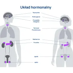 Ilustracja przedstawia ludzki układ hormonalny z zaznaczonymi gruczołami: szyszynką, podwzgórzem, przysadką, tarczycą, przytarczycami, nadnerczami, trzustką, jajnikami i jądrami.