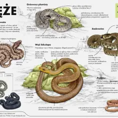 Zaskroniec, wąż z charakterystycznymi żółtymi plamami za skroniami, jest jednym z węży przedstawionych na ilustracji.