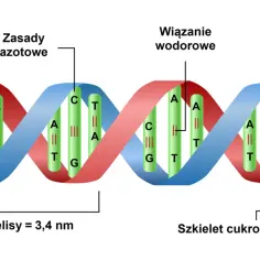 Schemat podwójnej helisy DNA, ukazujący zasady azotowe (A, T, C, G) połączone wiązaniami wodorowymi, tworzące szkielet cukrowo-fosforanowy. To podstawowa struktura kwasu nukleinowego.