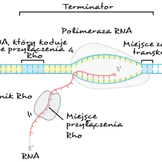 Proces transkrypcji: polimeraza RNA tworzy nić mRNA na matrycy DNA.