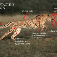 Gepard w biegu, ilustrujący cechy adaptacyjne drapieżników: smukłe ciało, długi ogon, silne kończyny, szerokie nozdrza i ostre kły.