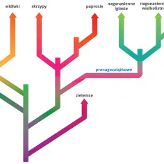 Drzewo filogenetyczne ukazujące ewolucję roślin: mchy, widłaki, skrzypy, paprocie, zieleńce, nagonasienne i okrytonasienne.
