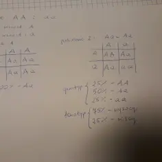 Genotyp AA i aa rodziców, z wysokim wzrostem (A) i niskim (a), prowadzi do pokolenia 1 z genotypem Aa. Pokolenie 2 pokazuje rozkład genotypów.