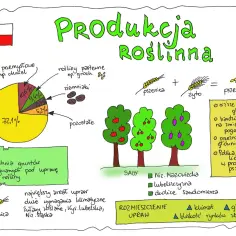 Mapa myśli o produkcji roślinnej w Polsce. Wykres kołowy pokazuje udział zbóż, roślin przemysłowych, pastewnych, ziemniaków i innych. Widać też sadzone drzewa owocowe i równanie pszenicy z żytem dające pszenżyto. Polska to lider w jego produkcji.