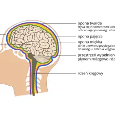 Przekrój głowy ukazujący mózg i rdzeń kręgowy, chronione przez opony i czaszkę. To kluczowe elementy ośrodkowego układu nerwowego.