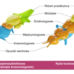 Porównanie mózgów ryb: u ryby chrzęstnoszkieletowej śródmózgowie jest mniejsze niż u kostnoszkieletowej.
