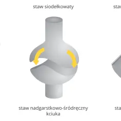 Ilustracja pokazuje trzy rodzaje stawów: kulisty (biodrowy), siodełkowaty (kciuka) i zawiasowy (kolanowy), z zaznaczonymi ruchami.