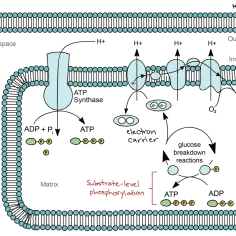 Schemat mitochondrium. Po prawej stronie widać fosforylację substratową, gdzie reakcje rozpadu glukozy prowadzą do powstania ATP.
