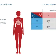 Genotyp XY u mężczyzny i XX u kobiety decyduje o płci potomstwa. Diagram pokazuje dziedziczenie chromosomów płci.