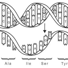 Schemat przedstawia proces transkrypcji DNA do mRNA, który następnie koduje polipeptyd. Widoczny jest kod genetyczny w działaniu.