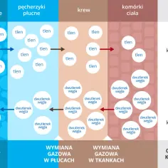 Schemat przedstawia proces oddychania: tlen z powietrza trafia do płuc, krwi, a następnie komórek ciała, gdzie jest zużywany. Dwutlenek węgla wraca tą samą drogą.