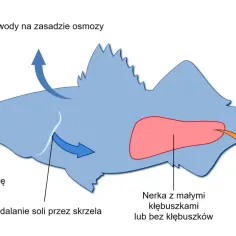 Schemat ilustruje osmoregulację ryby w słonej wodzie: picie wody, wydalanie soli przez skrzela i skąpe wydalanie moczu.