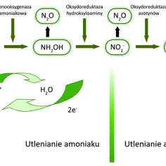Schemat przedstawia etapy chemosyntezy: utlenianie amoniaku do azotynów i azotanów, z udziałem tlenu i wody.